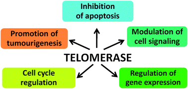 Graphical abstract: Non-telomeric activities of telomerase
