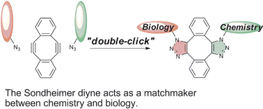 Graphical abstract: Strain-promoted double-click reaction for chemical modification of azido-biomolecules