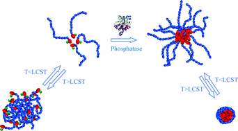 Graphical abstract: Phosphatase/temperature responsive poly(2-isopropyl-2-oxazoline)