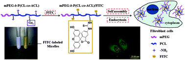 Graphical abstract: Synthesis, characterization, fluorescence labeling and cellular internalization of novel amine-functionalized poly(ethylene glycol)-block-poly(ε-caprolactone) amphiphilic block copolymers