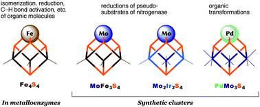 Graphical abstract: Catalytic functions of cubane-type M4S4 clusters