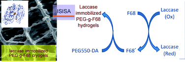 Graphical abstract: Enzyme-induced graft polymerization for preparation of hydrogels: synergetic effect of laccase-immobilized-cryogels for pollutants adsorption