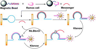 Graphical abstract: A novel electrochemiluminescent reagent of cyclometalated iridium complex-based DNA biosensor and its application in cancer cell detection