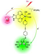 Graphical abstract: A triad [FeFe] hydrogenase system for light-driven hydrogen evolution