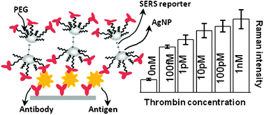 Graphical abstract: Antibody-functionalized SERS tags with improved sensitivity
