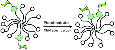 Graphical abstract: Photodimerisation of glycothymidines in solution and in micelles