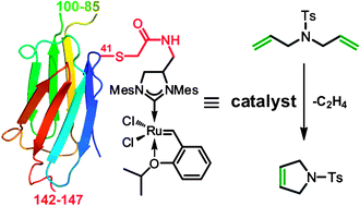 Graphical abstract: An artificial metalloenzyme for olefin metathesis