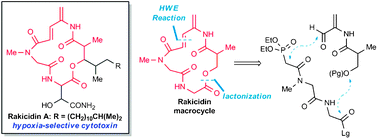 Graphical abstract: A concise route to the macrocyclic core of the rakicidins