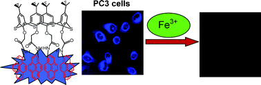 Graphical abstract: Thiacalix[4]arene based fluorescent probe for sensing and imaging of Fe3+ ions