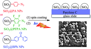 Graphical abstract: Smartly designed photoreactive silica nanoparticles and their reactivity