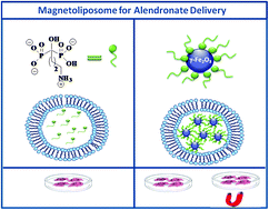 Graphical abstract: Magnetoliposome for alendronate delivery