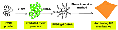 Graphical abstract: Preparation of the antifouling microfiltration membranes from poly(N,N-dimethylacrylamide) grafted poly(vinylidene fluoride) (PVDF) powder