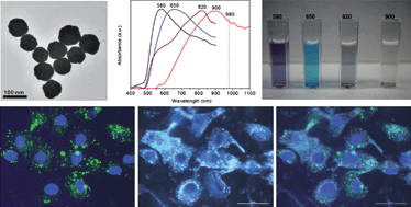 Graphical abstract: Gold nanoshell coated NaYF4 nanoparticles for simultaneously enhanced upconversion fluorescence and darkfield imaging