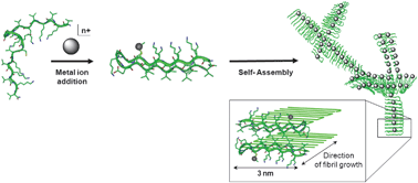 Graphical abstract: Heavy metal ion hydrogelation of a self-assembling peptideviacysteinyl chelation