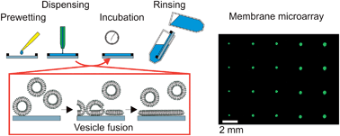 Graphical abstract: Supported lipid bilayer microarrays created by non-contact printing