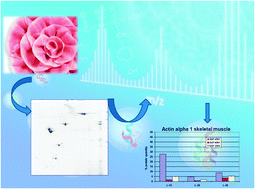 Graphical abstract: Proteomic analysis of pork meat in the production of cooked ham