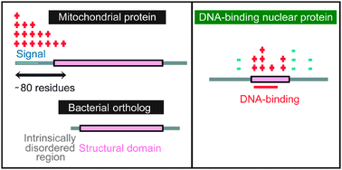 Graphical abstract: Intrinsically disordered regions have specific functions in mitochondrial and nuclear proteins