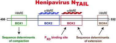 Graphical abstract: Compaction and binding properties of the intrinsically disordered C-terminal domain of Henipavirus nucleoprotein as unveiled by deletion studies