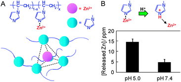 Graphical abstract: Zinc-chelated imidazole groups for DNA polyion complex formation