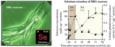 Graphical abstract: Absorption and retention characteristics of selenium in dorsal root ganglion neurons