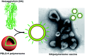 Graphical abstract: Polymersomes enhance the immunogenicity of influenza subunit vaccine
