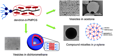 Graphical abstract: Self-assembled aggregates of dendritic-linear copolymers: vesicles and microspheres