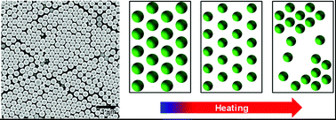 Graphical abstract: Understanding the thermo-sensitivity of crystalline colloidal arrays formed by poly(styrene-co-N-isopropylacrylamide) core–shell microspheres