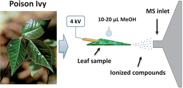 Graphical abstract: Rapid detection of urushiol allergens of Toxicodendron genus using leaf spray mass spectrometry