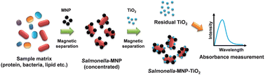 Graphical abstract: A facile and sensitive detection of pathogenic bacteria using magnetic nanoparticles and optical nanocrystal probes