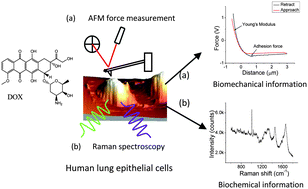 Graphical abstract: Non-invasive detection of biomechanical and biochemical responses of human lung cells to short time chemotherapy exposure using AFM and confocal Raman spectroscopy