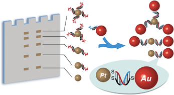 Graphical abstract: Pt nanoparticles decorated with a discrete number of DNA molecules for programmable assembly of Au–Pt bimetallic superstructures