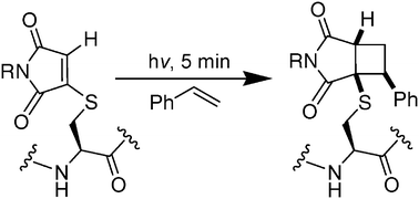 Graphical abstract: [2 + 2] Photocycloadditions of thiomaleimides