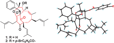 Graphical abstract: Hypercohin A, a new polycyclic polyprenylated acylphloroglucinol possessing an unusual bicyclo[5.3.1]hendecane core from Hypericum cohaerens