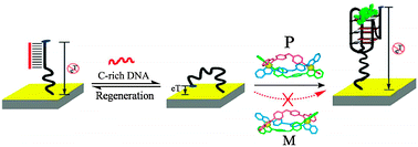 Graphical abstract: A human telomeric DNA-based chiral biosensor