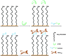 Graphical abstract: Enzymatic transglycosylation of PEG brushes by β-galactosidase