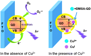 Graphical abstract: Cathode photoelectrochemical sensing of copper(ii) based on analyte-induced formation of exciton trapping