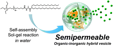 Graphical abstract: Spontaneously formed semipermeable organic–inorganic hybrid vesicles permitting molecular weight selective transmembrane passage