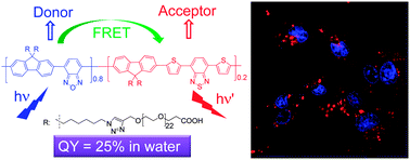 Graphical abstract: A bright far-red and near-infrared fluorescent conjugated polyelectrolyte with quantum yield reaching 25%