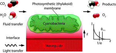 Graphical abstract: Evanescent photosynthesis: exciting cyanobacteria in a surface-confined light field