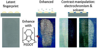 Graphical abstract: Electrochromic enhancement of latent fingerprints by poly(3,4-ethylenedioxythiophene)