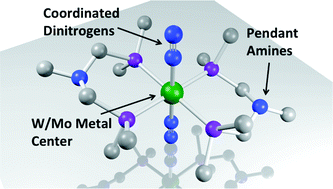Graphical abstract: Synthesis and reactivity of molybdenum and tungsten bis(dinitrogen) complexes supported by diphosphine chelates containing pendant amines
