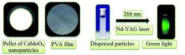 Graphical abstract: Luminescence properties of Tb3+-doped CaMoO4 nanoparticles: annealing effect, polar medium dispersible, polymer film and core–shell formation