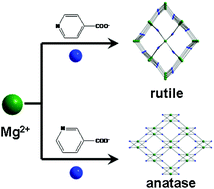 Graphical abstract: An open-framework rutile-type magnesium isonicotinate and its structural analogue with an anatase topology
