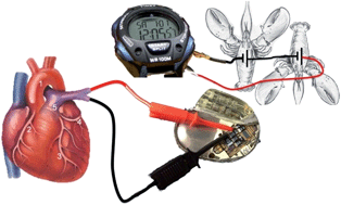 Graphical abstract: From “cyborg” lobsters to a pacemaker powered by implantable biofuel cells