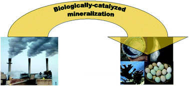Graphical abstract: Engineered yeast for enhanced CO2 mineralization