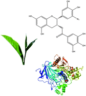 Graphical abstract: Inhibition of acetylcholinesterase by green and white tea and their simulated intestinal metabolites