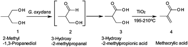 Graphical abstract: A new route for the synthesis of methacrylic acid from 2-methyl-1,3-propanediol by integrating biotransformation and catalytic dehydration