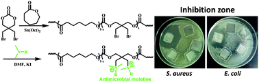 Graphical abstract: Facile synthesis and characterization of biodegradable antimicrobial poly(ester-carbonate)