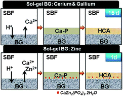 Graphical abstract: Structural and in vitro study of cerium, gallium and zinc containing sol–gel bioactive glasses