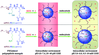 Graphical abstract: Intracellular microenvironment responsive PEGylated polypeptide nanogels with ionizable cores for efficient doxorubicin loading and triggered release